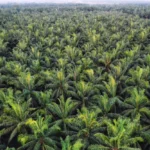 Isi-Pokok-SK-Kehutanan-No.-36-2025-dan-Dampaknya-terhadap-Perusahaan-Sawit